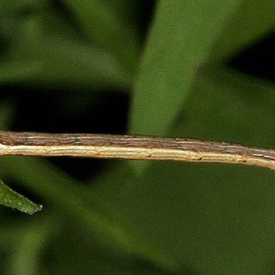 6740 False Crocus Geometer caterpillar yard 8-28-18 (10)_opt