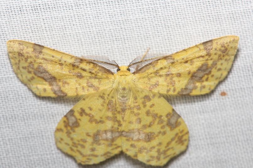 6740 False Crocus Geometer yard 8-30-12