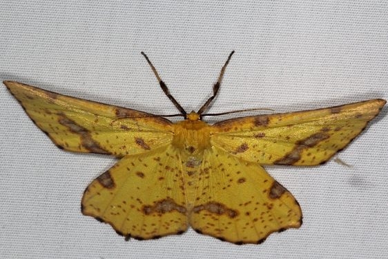 6742 Rufous Geometer Lake Kissimmee St Pk Fl3-5-17_opt