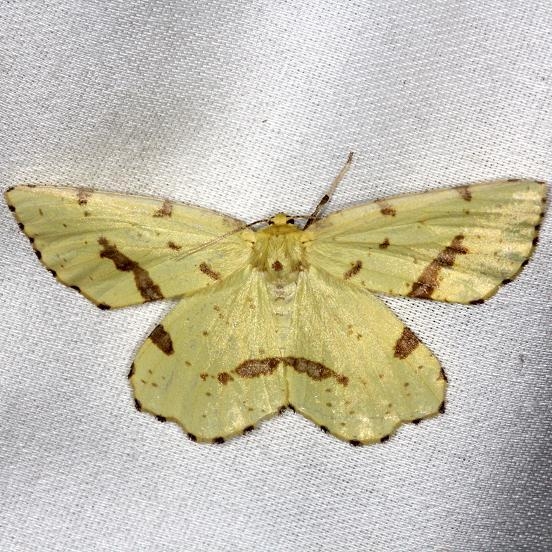 6743 Crocus Geometer Moth yard 8-6-13