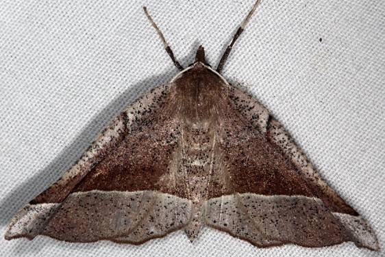 6746 Stenaspilatodes antidiscaria Favre Dykes State Park Fl 2-18-17_opt