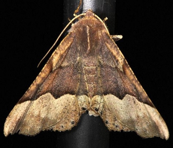 6755 Morrison's Pero Moth yard 5-1-13 (5a)