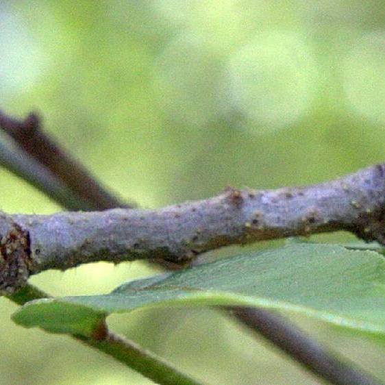 6763 Oak Beauty caterpillar on oak Cypress-Glenn-Silver-Lk-Fl-3-23-23