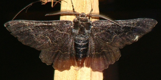 6763 Oak Beauty variation Walden II Lake Co Oh 6-13-09