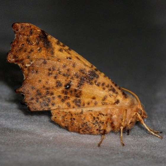 6797 Maple Spanworm Moth Thunder Lake UP Mich 9-26-14