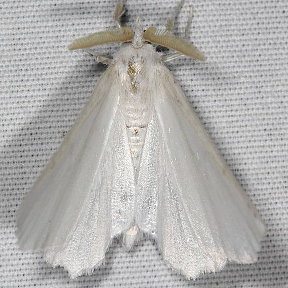 6798 Elm Spamworm Moth yard 6-26-19