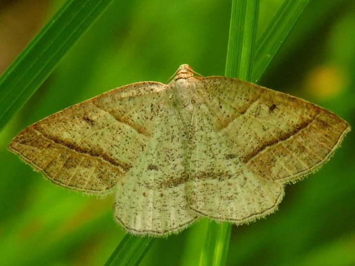 6804 Northern Petrophora Moth Eighteen Mile Creek Mich UP 6-25-13