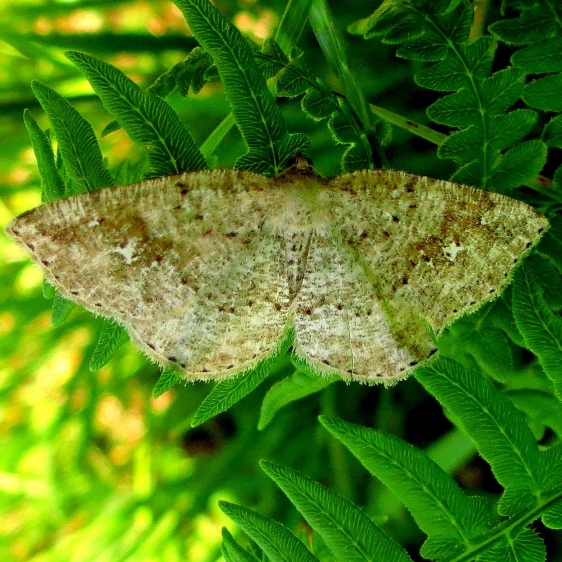 6812 Pale Homochlodes Moth Seney Wildlife area Mich UP 6-26-13