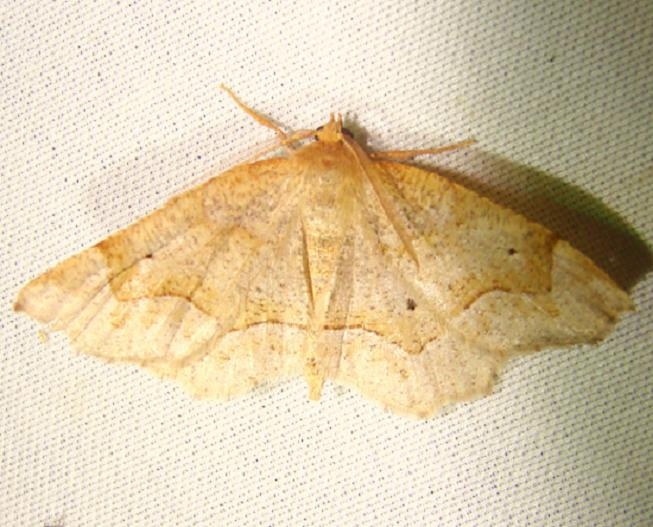 6825 Pale Metarranthis Moth Jenny Wiley Ky 4-26-12