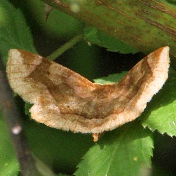 6827 Refracted Metarranthis Moth-Dyer-Mill-Run-Trail-Battelle Darby Metro Pk 6-3-20