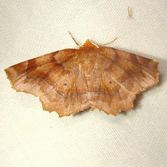 6828 Purplish Metarranthis Moth Jenny Wiley St Pk KY 4-25-12