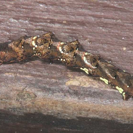 6835 Scallop Moth Caterpillar Burr Oak Cove Wayne Natl Forest Oh 8-2-18 (3)_opt