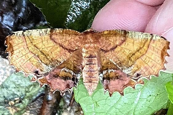 6835 Scallop Moth Wahkeena Preserve 6-22-20