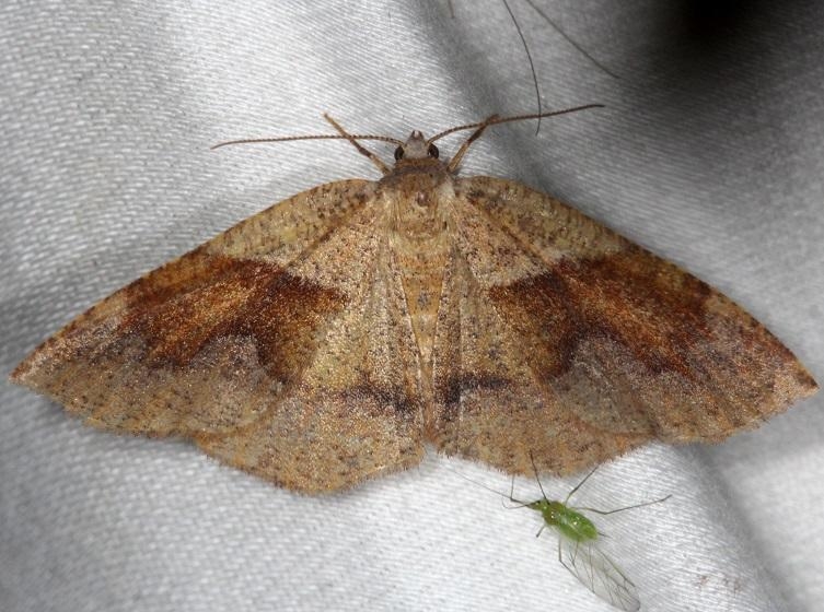 6836 American Barred Umber Moth Thunder Lake Mich UP 6-24-13