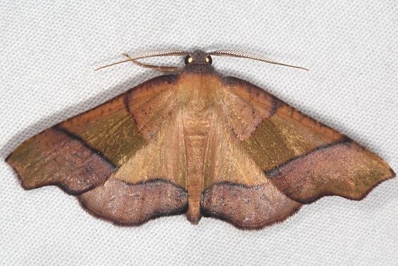 6842 Straight-lined Plagodis Moth Mothapalooza Shawnee St Forest Oh 7-7-17 (50)_opt