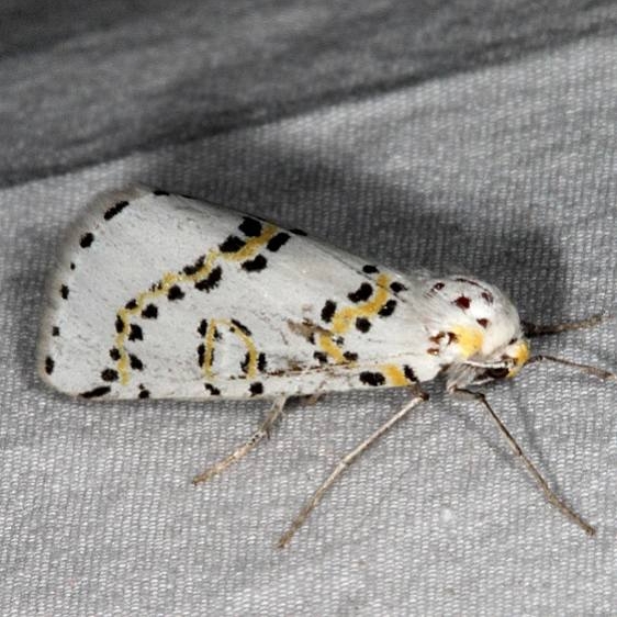 6851 Philtraea monillata White House Campground Grand Staircase Escalante Utah 5-26-17 (9)_opt