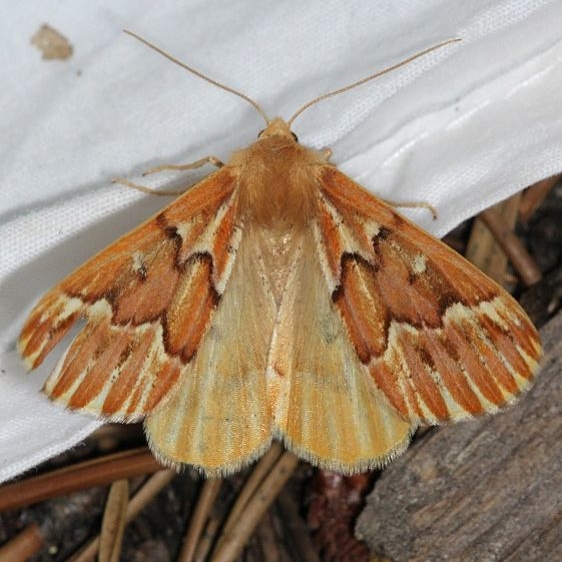 6864 Northern Pine Looper Moth Golden Gate St Pk Colorado 6-26-17 (52)_opt