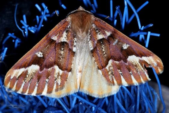 6865 Girdle Moth Rocky Mountain Natl Pk Colorado 6-22-17 (37)_opt