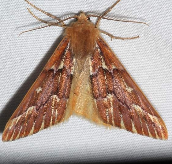 6865 Girdle Moth Rocky Mountain Natl Pk Colorado 6-22-17 (40)_opt