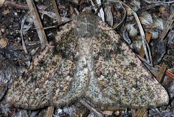 6876 Nemeris speciosa Rocky Mtn Natl Pk Colorado 6-24-17 (29)_opt