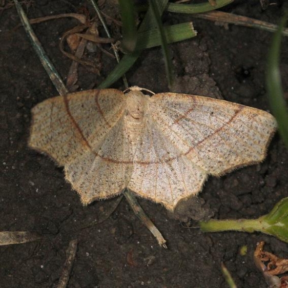 6885 Oak Besma Moth yard 5-9-13