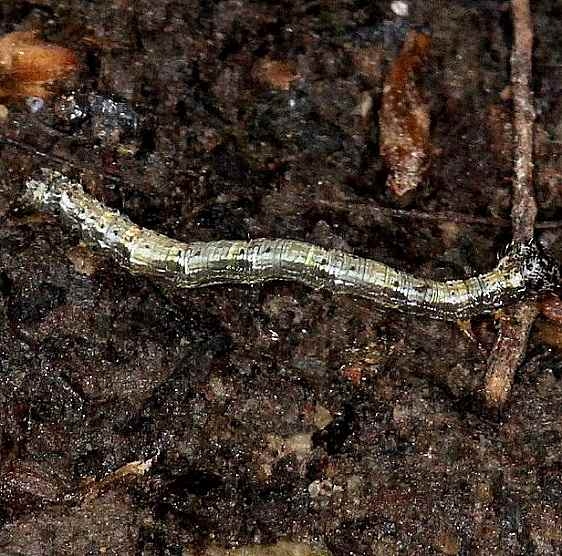 6888 Hemlock Looper Moth Caterpillar BG Mathias Grove 6-27-14 (4)_opt