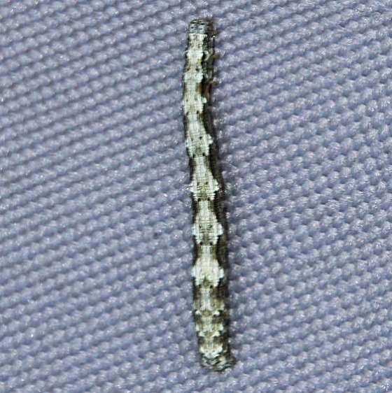6888 Hemlock Looper tentative BG Caterpillar Lake Onamon Ontario 7-22-15