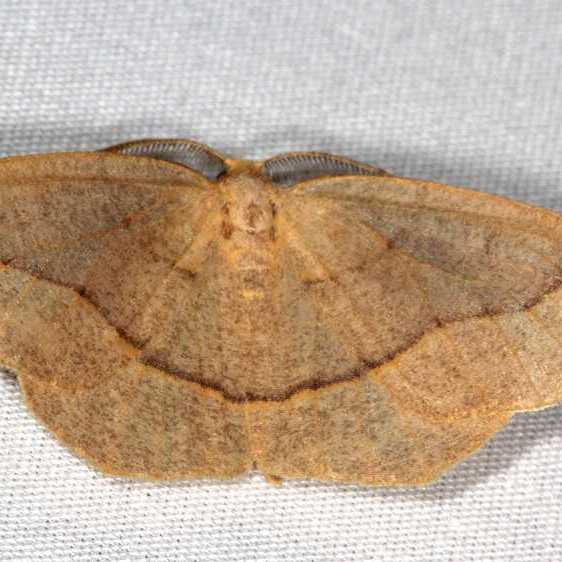 6889 Southern Oak Looper Moth Hopkins Prairie Fl 3-11-21