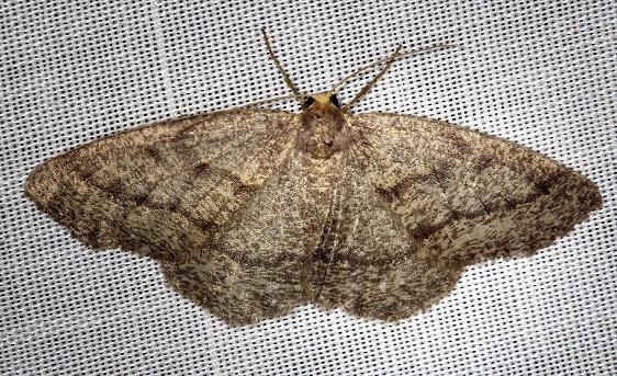 6892 Yellow-headed Looper Moth Carter Cave St Pk Ky 4-23-13