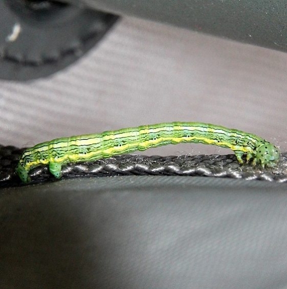 6906 False Hemlock Looper Caterpillar Lake Onamon Ontario 7-28-15