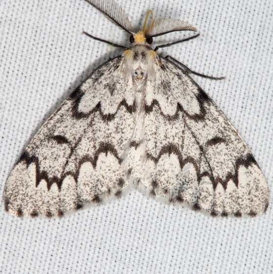 6907 Phantom Hemlock-Looker-Whispering-Pines-Resort-Thunder-Lake-Mi-8-22-22