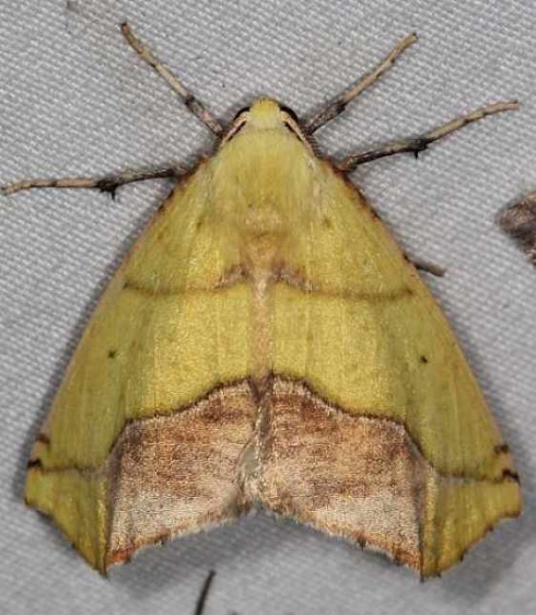 6912 Sharp-lined Yellow Moth Lake of the Woods Ontario 7-18-16 (16a)_opt_opt