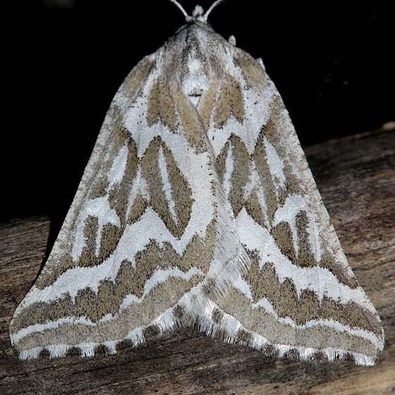 6926 Sagebrush Girdle Moth Colorado Natl Monument 6-16-17 (232)_opt