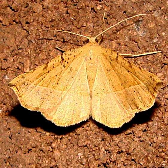 6957 Caripeta triangulata BG Ventana Canyon Resort Tucson1 Az 9-10-12