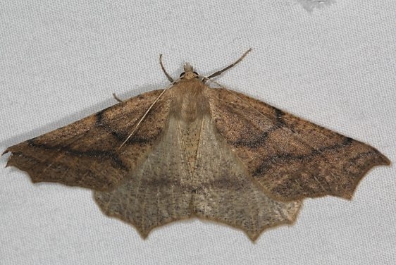 6960 Tetracis hirsutaria Devil's Canyon Manti-La Sal Natl Forest Utah 6-8-17 (92)_opt