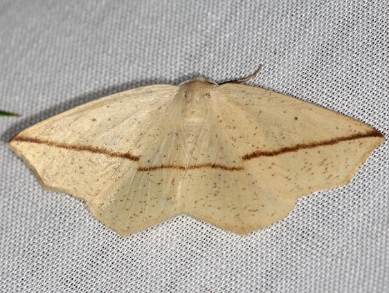 6963 Yellow Slant-line Moth yard 5-16-13