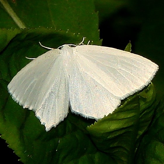6965 Snowy Geometer Clearcreek Metro Pk 6-9-12