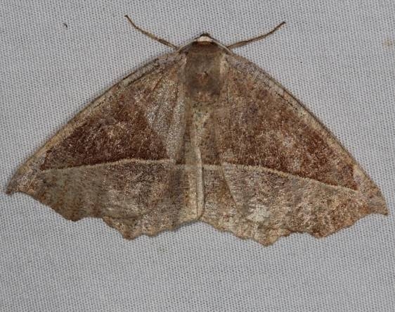 6966 Curved-toothed Geometer Moth Thunder Lake Up Mich 6-22-14