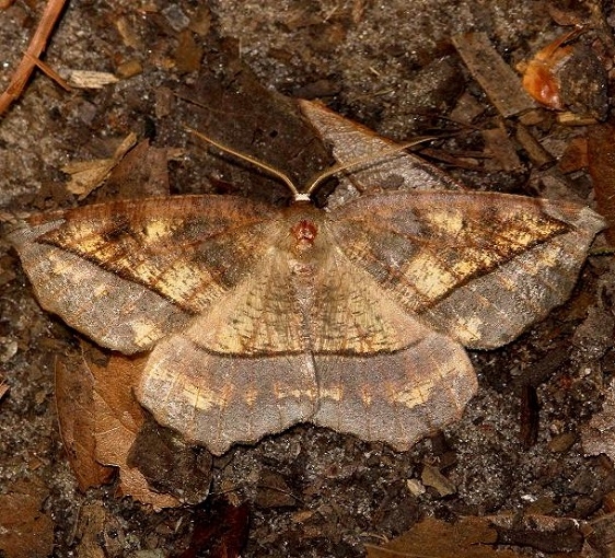 6966 Eutrapela clemataria Little Talbot Island St Pk 2-21-13