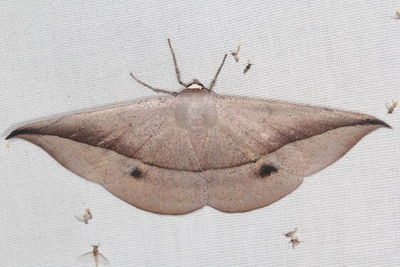 6967 Oxydia vesulia BG Bear Island Big  Cypress Preserve Fl 3-1-21