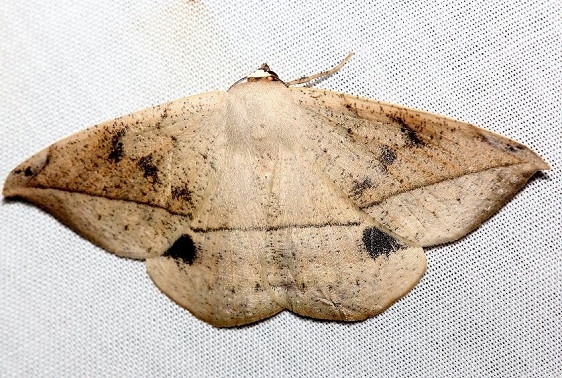 6967 Spurge Spanworm Moth Lake Kissimmee St Pk Fl 2-28-13