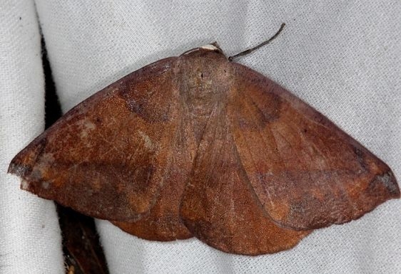 6968 Oxydia cubana Collier Seminole St Pk 2-26-14
