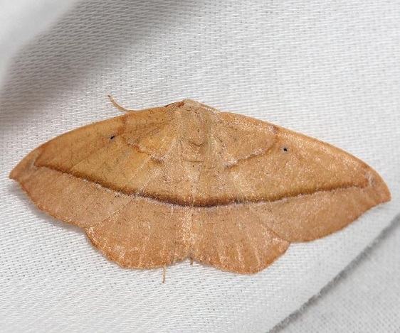 6974 Juniper-twig Geometer Moth Little Talbot Island St Pk Fl 2-19-13