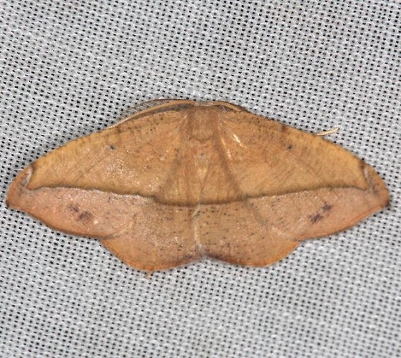 6974 Juniper-twig Geometer Moth yard 6-5-13