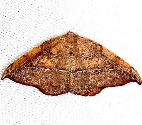 6974 Juniper-twig Geometer Moth yard 8-1-13