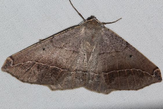 6981 Prochoerodes forficaria Mueller St Pk Colorado 6-20-17 (45)_opt