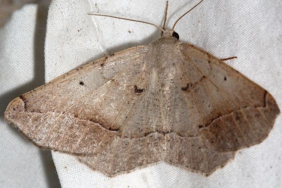 6981 Prochoerodes forficaria Mueller St Pk Colorado 6-20-17 (76)_opt