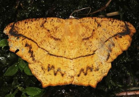 6982 Large Maple Spanworm Lake of the Woods Ontario 7-24-16 (30a)_opt_opt