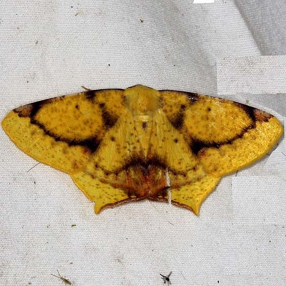 6985 Nepheloleuca politia tentative Little Manetee River St Pk Fl 3-8-15
