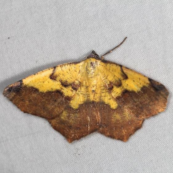 6987 Antepione thisoaria Mothapalooza Shawnee St Forest Oh 7-7-17 (56)_opt
